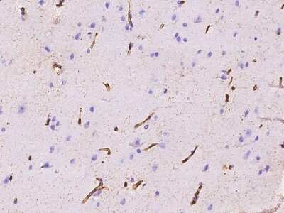Immunohistochemistry-Paraffin: AIF1L Antibody [NBP2-97372] - Immunochemical staining of human AIF1L in human brain with rabbit polyclonal antibody at 1:500 dilution, formalin-fixed paraffin embedded sections.