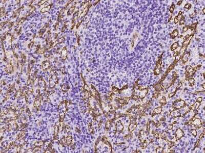 Immunohistochemistry-Paraffin: AIF1L Antibody [NBP2-97372] - Immunochemical staining of human AIF1L in human spleen with rabbit polyclonal antibody at 1:500 dilution, formalin-fixed paraffin embedded sections.