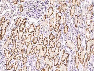 Immunohistochemistry-Paraffin: AIF1L Antibody [NBP2-99233] - Immunochemical staining AIF1L in human kidney with rabbit polyclonal antibody at 1:300 dilution, formalin-fixed paraffin embedded sections.
