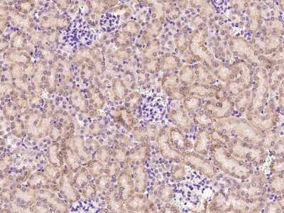 Immunohistochemistry-Paraffin AIF1L Antibody - BSA Free