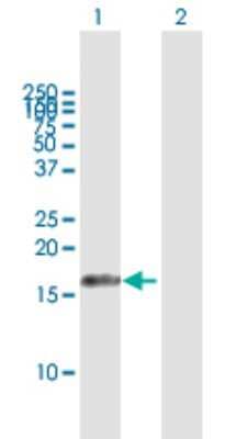 Western Blot: AIF1L Antibody [H00083543-B01P] - Analysis of AIF1L expression in transfected 293T cell line by AIF1L polyclonal antibody.  Lane 1: C9orf58 transfected lysate(16.5 KDa). Lane 2: Non-transfected lysate.