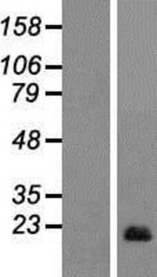 Western Blot AIF1L Overexpression Lysate