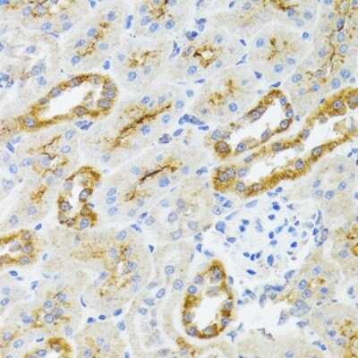 Immunohistochemistry-Paraffin: AIFM3 Antibody [NBP2-92837] - Paraffin-embedded rat kidney using AIFM3 .