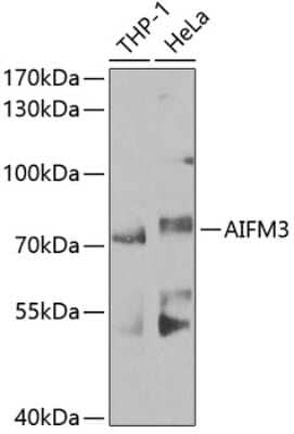 Western Blot: AIFM3 Antibody [NBP2-92837] - Analysis of extracts of various cell lines, using AIFM3 at 1:1000 dilution.Secondary antibody: HRP Goat Anti-Rabbit IgG (H+L) at 1:10000 dilution.Lysates/proteins: 25ug per lane.Blocking buffer: 3% nonfat dry milk in TBST.Detection: ECL Basic Kit .Exposure time: 90s.