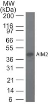 Western Blot: AIM2 Antibody (10M2B3) - Azide and BSA Free [NBP2-80566] - analysis using AIM2 antibody. Recombinant human AIM2 probed with AIM2 antibody at 2 ug/ml. Image from the standard format of this antibody.