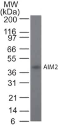 Western Blot: AIM2 Antibody (10M5G5) - Azide and BSA Free [NBP2-80565] - Analysis using AIM2 antibody. Recombinant human AIM2 probed with AIM2 antibody at 2 ug/ml. Image from the standard format of this antibody.