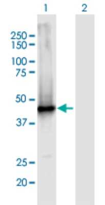 Western Blot: AIM2 Antibody [H00009447-B01P] - Analysis of AIM2 expression in transfected 293T cell line by AIM2 polyclonal antibody.  Lane 1: AIM2 transfected lysate(37.73 KDa). Lane 2: Non-transfected lysate.
