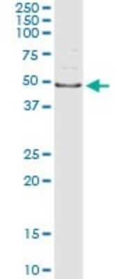 Immunoprecipitation: AIPL1 Antibody (3A3) [H00023746-M23] - Analysis of AIPL1 transfected lysate using anti-AIPL1 monoclonal antibody and Protein A Magnetic Bead, and immunoblotted with AIPL1 rabbit polyclonal antibody.