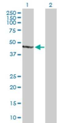 Western Blot: AIPL1 Antibody [H00023746-B01P] - Analysis of AIPL1 expression in transfected 293T cell line by AIPL1 polyclonal antibody.  Lane 1: AIPL1 transfected lysate(42.24 KDa). Lane 2: Non-transfected lysate.