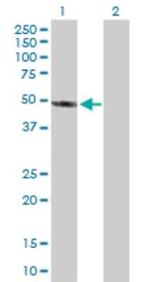 Western Blot: AIPL1 Antibody [H00023746-D01P] - Analysis of AIPL1 expression in transfected 293T cell line by AIPL1 polyclonal antibody.Lane 1: AIPL1 transfected lysate(43.90 KDa).Lane 2: Non-transfected lysate.