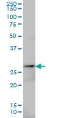 Western Blot: AK3 Antibody (1D2) [H00050808-M01] - AK3 monoclonal antibody (M01), clone 1D2 Analysis of AK3 expression in HepG2.
