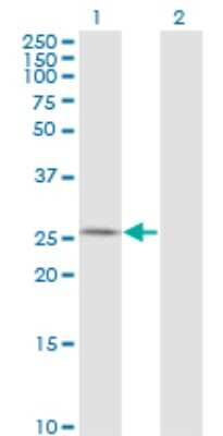 Western Blot: AK3 Antibody (1D2) [H00050808-M01] - Analysis of AK3 expression in transfected 293T cell line by AK3 monoclonal antibody (M01), clone 1D2.Lane 1: AK3 transfected lysate(25.6 KDa).Lane 2: Non-transfected lysate.