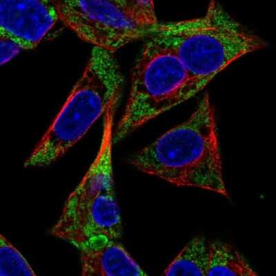 Immunocytochemistry/ Immunofluorescence AK3 Antibody - BSA Free