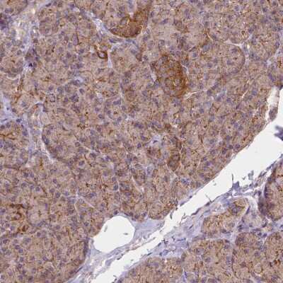 Immunohistochemistry-Paraffin: AK3 Antibody [NBP2-49393] - Staining of human pancreas shows low expression as expected.