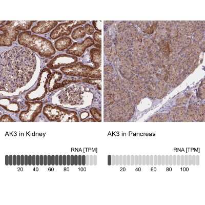 <b>Orthogonal Strategies Validation. </b>Immunohistochemistry-Paraffin: AK3 Antibody [NBP2-49393] - Staining in human kidney and pancreas tissues using anti-AK3 antibody. Corresponding AK3 RNA-seq data are presented for the same tissues.