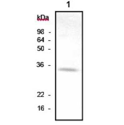 Western Blot: AK3 Antibody (SJB3-36) [NBP1-04261] - The lysate (40ug) were resolved by SDS-PAGE, transferred to NC membrane and probed with anti-human AK3 antibody (1:1000). Proteins were visualized using a goat anti-mouse secondary antibody conjugated to HRP and an ECL detection system. Lane 1. : Mouse liver tissue lysate