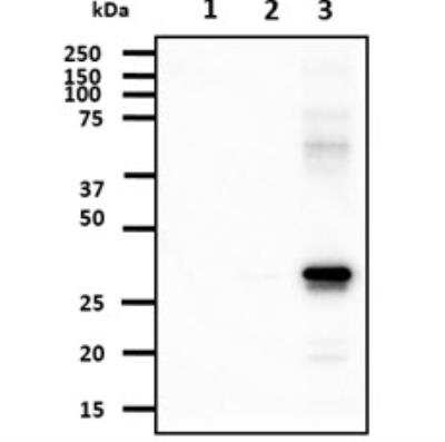 Western Blot: AK3 Antibody (SJB3-36) [NBP1-04261] - The recombinant protein (50ng) were resolved by SDS-PAGE, transferred to PVDF membrane and probed with anti-human AK3 antibody (1:1,000). Proteins were visualized using a goat anti-mouse secondary antibody conjugated to HRP and an ECL detection system. Lane 1. : Recombinant Human AK1 Lane 2. : Recombinant Human AK2 Lane 3. : Recombinant Human AK3