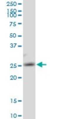 Western Blot: AK3 Antibody [H00050808-B01P] - Analysis of AK3 expression in Raw 264.7.
