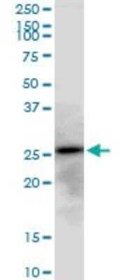Western Blot: AK3 Antibody [H00050808-B01P] - Analysis of AK3 expression in NIH/3T3.