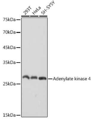 Western Blot: AK3L1 Antibody (9T5P1) [NBP3-16116] - Western blot analysis of extracts of various cell lines, using AK3L1 antibody (NBP3-16116) at 1:1000 dilution. Secondary antibody: HRP Goat Anti-Rabbit IgG (H+L) at 1:10000 dilution. Lysates/proteins: 25ug per lane. Blocking buffer: 3% nonfat dry milk in TBST. Detection: ECL Basic Kit. Exposure time: 1s.