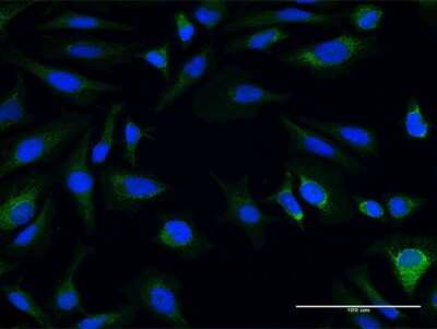Immunocytochemistry/Immunofluorescence: AK3L1 Antibody [H00000205-B02P] - Analysis of purified antibody to AK3L1 on HeLa cell. (antibody concentration 10 ug/ml)