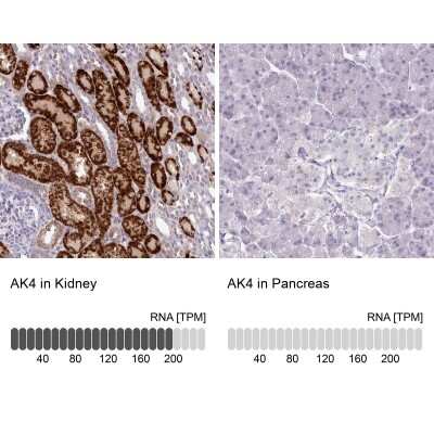 <b>Orthogonal Strategies Validation. </b>Immunohistochemistry-Paraffin: AK3L1 Antibody [NBP2-47553] - Staining in human kidney and pancreas tissues using anti-AK4 antibody. Corresponding AK4 RNA-seq data are presented for the same tissues.