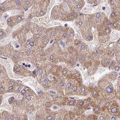 Immunohistochemistry-Paraffin: AK3L1 Antibody [NBP2-47553] - Staining of human liver.