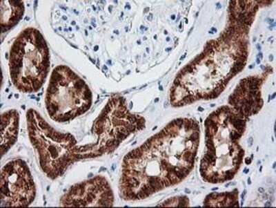 Immunohistochemistry: AK3L1 Antibody (OTI3B1) - Azide and BSA Free [NBP2-70129] - Staining of paraffin-embedded Human Kidney tissue using anti-AK3L1 mouse monoclonal antibody.