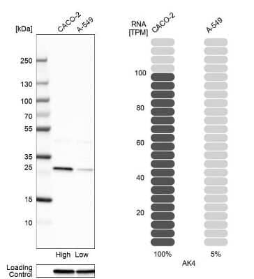 Western Blot: AK3L1 Antibody [NBP2-47553] - Analysis in human cell line CACO-2 and human cell line A-549.