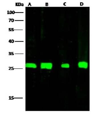 Western Blot: AK3L1 Antibody [NBP2-99983] - Anti-AK3L1 rabbit polyclonal antibody at 1:500 dilution. Lane A: HepG2 Whole Cell Lysate. Lane B: Raji Whole Cell Lysate. Lane C: A549 Whole Cell Lysate. Lane D: MCF7 Whole Cell Lysate. Lysates/proteins at 30 ug per lane. Secondary Goat Anti-Rabbit IgG H&L (Dylight 800) at 1/10000 dilution. Developed using the Odyssey technique. Performed under reducing conditions. Predicted band size: 25 kDa. Observed band size: 26 kDa