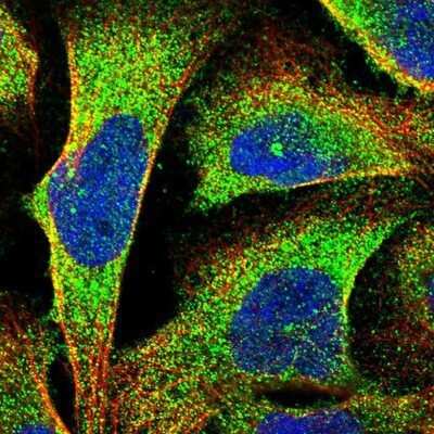Immunocytochemistry/Immunofluorescence: AK5 Antibody [NBP1-89453] - Staining of human cell line U-2 OS shows positivity in cytoplasm and centrosome. Antibody staining is shown in green.