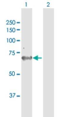 Western Blot: AK5 Antibody [H00026289-B01P] - Analysis of AK5 expression in transfected 293T cell line by AK5 polyclonal antibody.  Lane 1: AK5 transfected lysate(58.96 KDa). Lane 2: Non-transfected lysate.