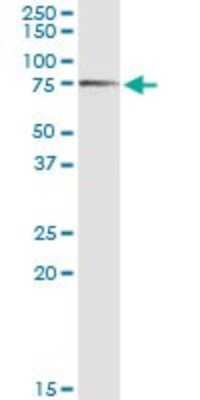 Western Blot: AK5 Antibody [H00026289-D01P] - Analysis of AK5 expression in mouse brain.