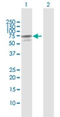 Western Blot: AK5 Antibody [H00026289-D01P] - Analysis of AK5 expression in transfected 293T cell line by AK5 polyclonal antibody.Lane 1: AK5 transfected lysate(60.30 KDa).Lane 2: Non-transfected lysate.