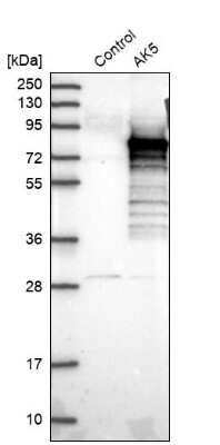 Western Blot AK5 Antibody - BSA Free