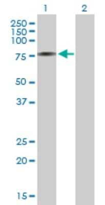 Western Blot: AK7 Antibody [H00122481-B01P] - Analysis of AK7 expression in transfected 293T cell line by AK7 polyclonal antibody.  Lane 1: AK7 transfected lysate(72.16 KDa). Lane 2: Non-transfected lysate.