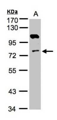 Western Blot AK7 Antibody - BSA Free