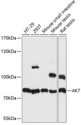 Western Blot AK7 Antibody - Azide and BSA Free