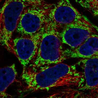 Immunocytochemistry/Immunofluorescence: AKAP1 Antibody [NBP2-58918] - Staining of human cell line CACO-2 shows localization to mitochondria.