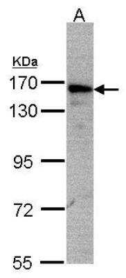 Western Blot AKAP1 Antibody