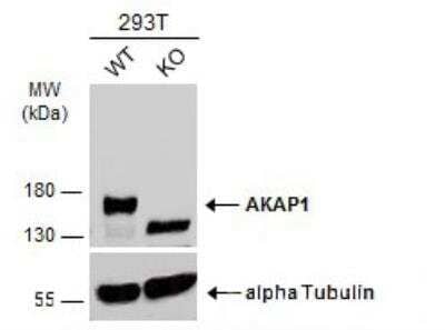 <b>Genetic Strategies Validation. </b>Western Blot: AKAP1 Antibody [NBP2-15319] - Wild-type (WT) and AKAP1 knockout (KO) 293T cell extracts (30 ug) were separated by 7.5% SDS-PAGE, and the membrane was blotted with AKAP1 antibody diluted at 1:2000. HRP-conjugated anti-rabbit IgG antibody was used to detect the primary antibody.