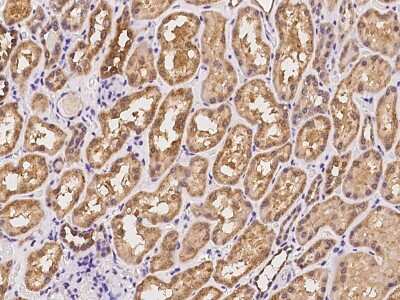 Immunohistochemistry-Paraffin: AKAP10 Antibody [NBP2-98506] - Immunochemical staining of human AKAP10 in human kidney with rabbit polyclonal antibody at 1:100 dilution, formalin-fixed paraffin embedded sections.