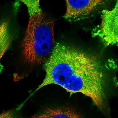 Immunocytochemistry/Immunofluorescence: AKAP12 Antibody [NBP2-38786] - Staining of human cell line U-251 MG shows localization to plasma membrane and cytosol.