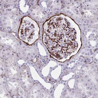 Immunohistochemistry-Paraffin: AKAP12 Antibody [NBP2-38786] - Staining of human kidney shows strong positivity in cells in glomeruli.