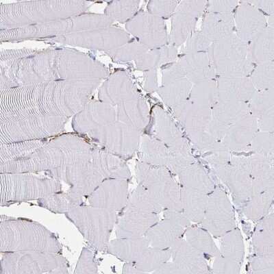 Immunohistochemistry-Paraffin: AKAP12 Antibody [NBP2-38786] - Staining of human skeletal muscle shows no positivity in myocytes as expected.