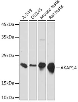 Western Blot: AKAP14 Antibody (4G6M5) [NBP3-15938] - Western blot analysis of extracts of various cell lines, using AKAP14 Rabbit mAb (NBP3-15938) at 1:1000 dilution. Secondary antibody: HRP Goat Anti-Rabbit IgG (H+L) at 1:10000 dilution. Lysates/proteins: 25ug per lane. Blocking buffer: 3% nonfat dry milk in TBST. Detection: ECL Basic Kit. Exposure time: 3s.