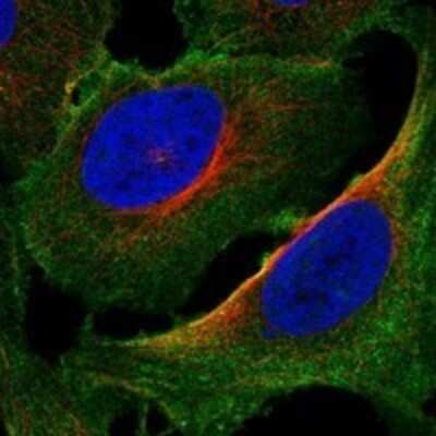 Immunocytochemistry/Immunofluorescence: AKAP2 Antibody [NBP3-17148] - Staining of human cell line U-2 OS shows localization to plasma membrane.