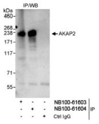 Immunoprecipitation AKAP2 Antibody