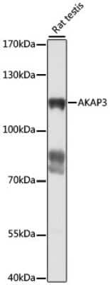 Western Blot: AKAP3 Antibody [NBP2-92321] - Analysis of extracts of rat testis, using AKAP3 at 1:1000 dilution.Secondary antibody: HRP Goat Anti-Rabbit IgG (H+L) at 1:10000 dilution.Lysates/proteins: 25ug per lane.Blocking buffer: 3% nonfat dry milk in TBST.Detection: ECL Basic Kit .Exposure time: 10s.