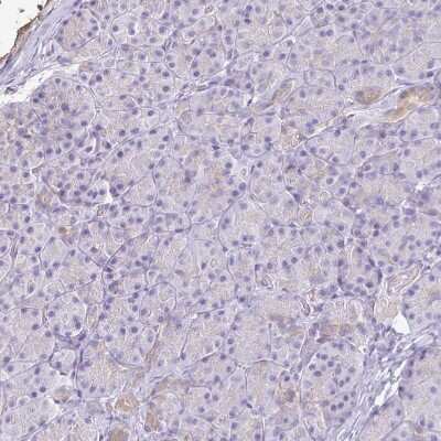 Immunohistochemistry-Paraffin: AKAP6 Antibody [NBP2-38590] - Staining of human pancreas shows no positivity in exocrine glandular cells as expected.